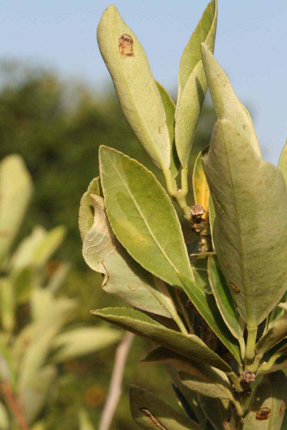            Unifoliolate leaf of  Fortunella margarita             (Centennial Variegated,   Riverside, CA)   